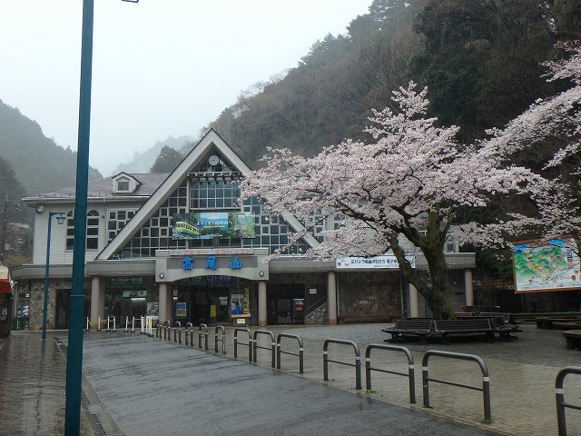 雨の中で桜咲く高尾山を登ってきました(^_^)