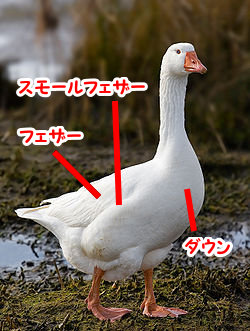 goose1.jpg