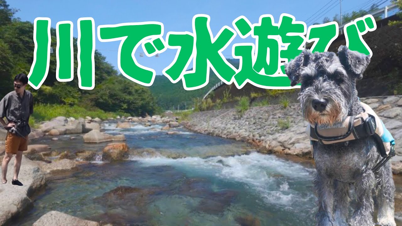 【栃木県鹿沼市】大芦川で犬と川遊び/シュナウザー