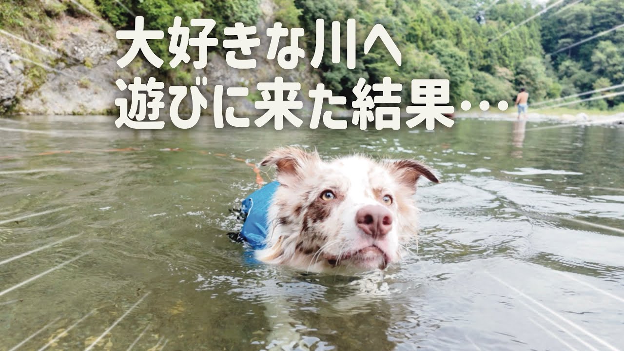 【📍青野原オートキャンプ場】大好きな川へ遊びに来た結果・・・！！｜アラサー飼い主 × ボーダーコリーの日常