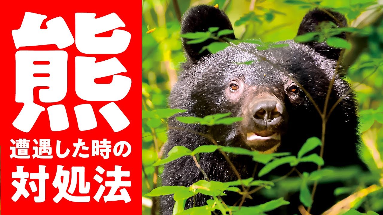 【 熊 に 遭遇した時 の 対処法 】を 熊博士 に聞く