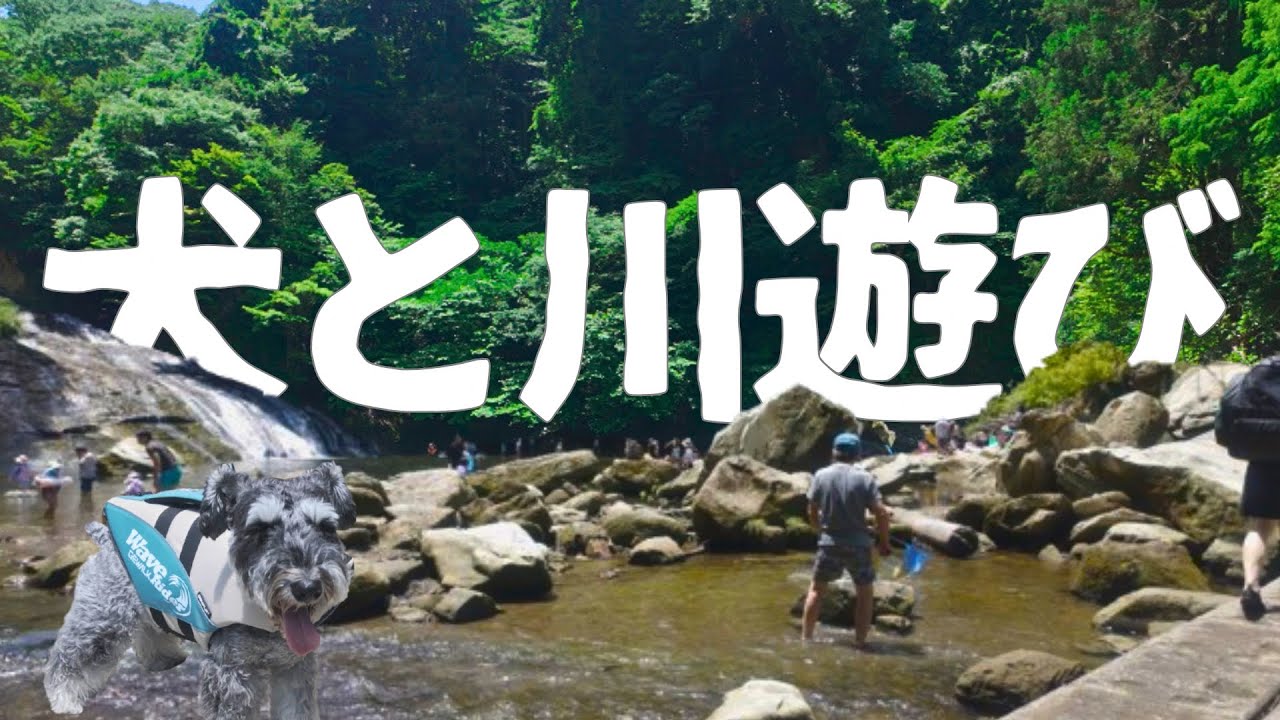 【千葉県大多喜町】養老渓谷/粟又の滝で川遊び/シュナウザーと夫婦