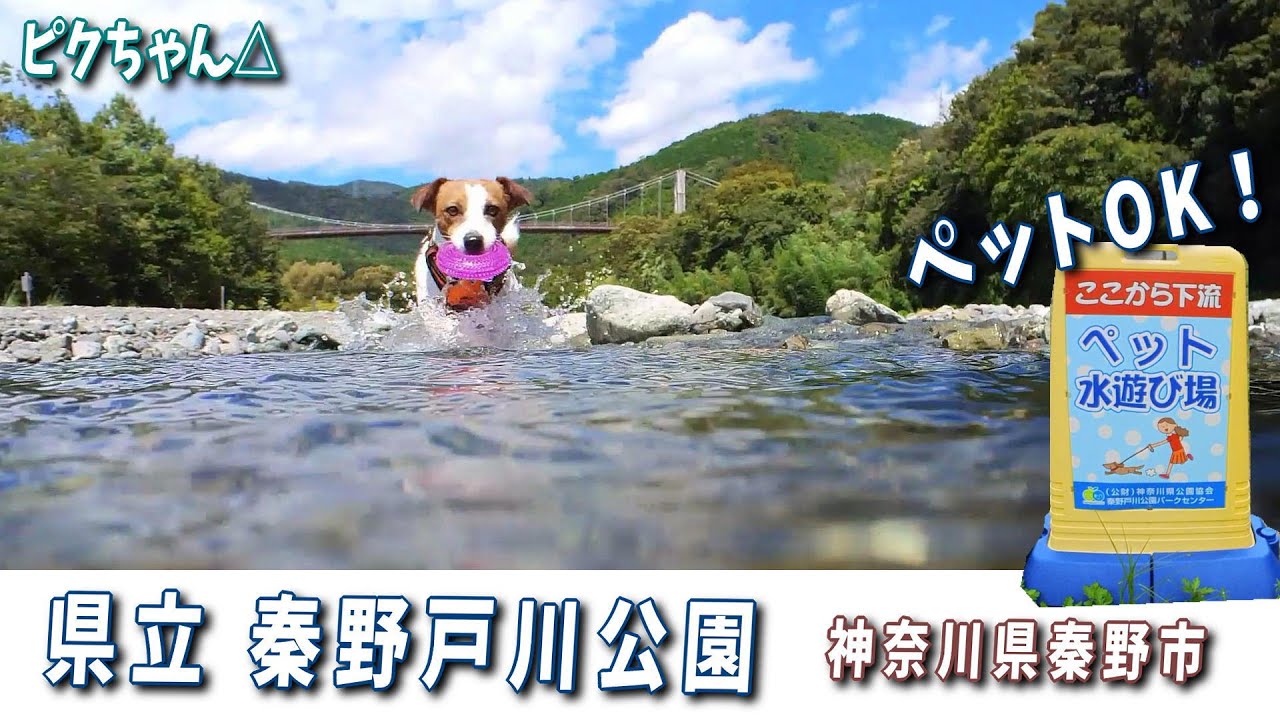 【秦野戸川公園】川で遊べるペット水遊び場のある神奈川県立の公園は広かった🐶