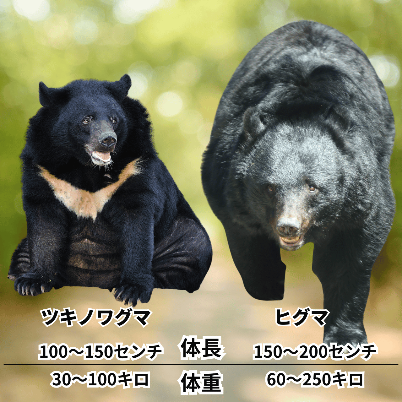 ツキノワグマとヒグマの大きさと体重の比較